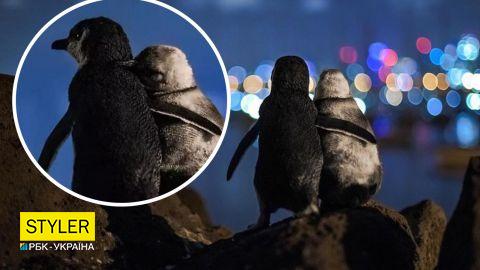 Эта история овдовевших пингвинов тронет вас до слез: встречаются, чтобы утешить друг друга (фото)