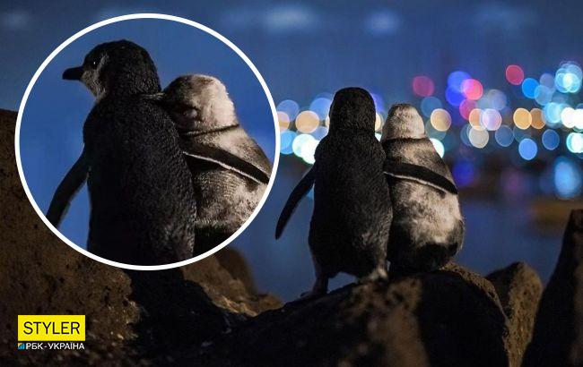 Эта история овдовевших пингвинов тронет вас до слез: встречаются, чтобы утешить друг друга (фото)