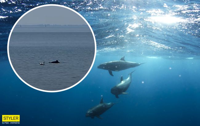 У Бердянську дельфіни зірвали чоловікові риболовлю: відеофакт