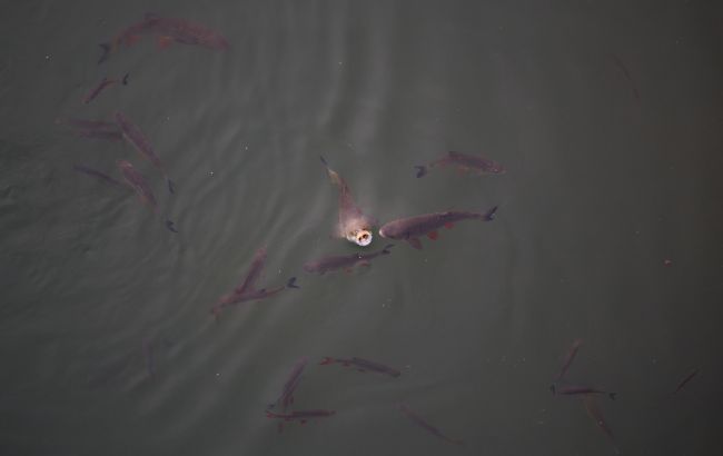 Обнаружен яд в киевских прудах, где массово погибла рыба и птицы
