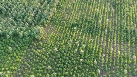 Гектар конопли на 300 млн гривен: в Херсонской области обнаружили наркоплантацию