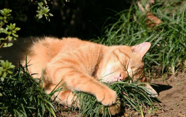 Погода на завтра: в Украине преимущественно без осадков, температура до +13