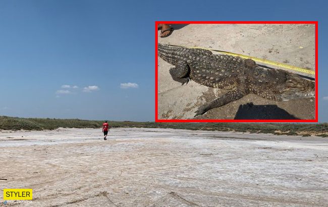 На курорті Азовського моря витягли з озера крокодила: як він туди потрапив