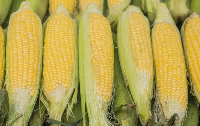 В Україні подешевшає кукурудза: не поспішайте запасатися