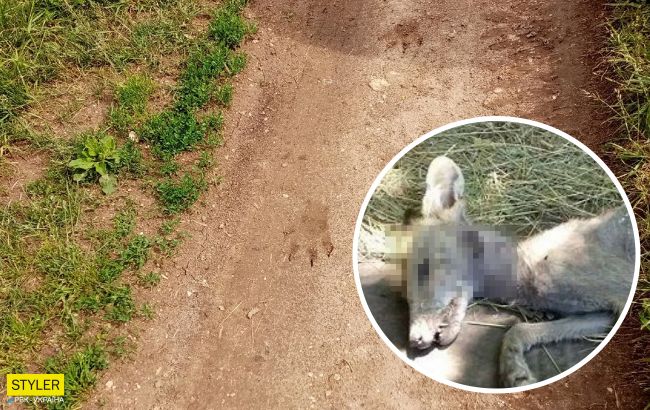 В украинском селе в ловушку попался страшный зверь: снова чупакабра?