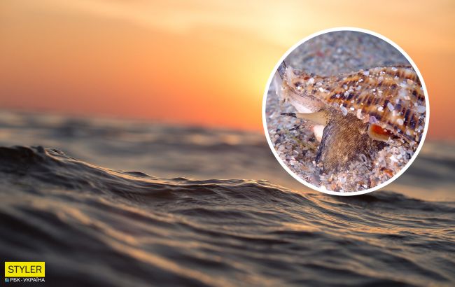 Гірше медуз: в Азовському морі почав розмножуватися небезпечний хижак