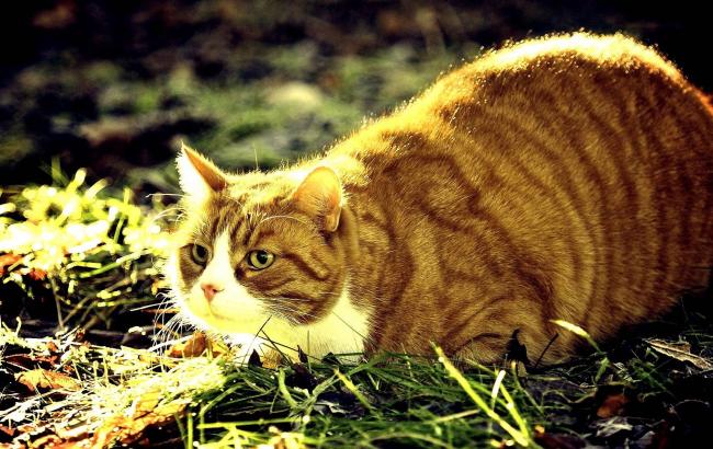 Погода на завтра: в Украине преимущественно без осадков, температура до +17