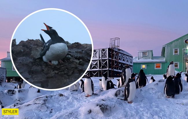 Пингвины подложили первое яйцо украинским полярникам прямо под двери станции