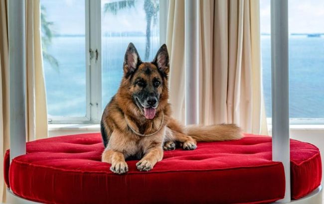 В Майами собака-наследник состояния продает особняк, который ранее принадлежал Мадонне