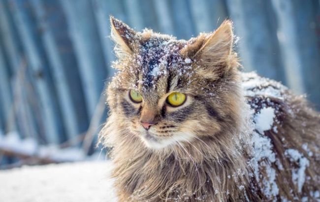 Уличные коты зимой могут замерзнуть за 40 минут: какая температура критична для животных