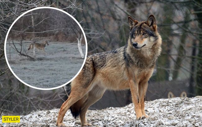 На Закарпатье возле жилых домов заметили волка (фото)