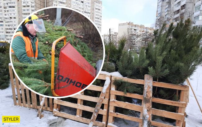 В Киеве начнет работать пункт приема елок: названа дата и адрес