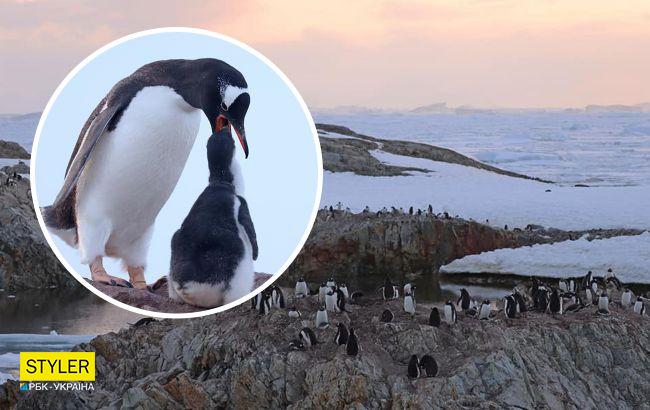 Українські полярники показали дитинчат пінгвінів: милі фото та відео