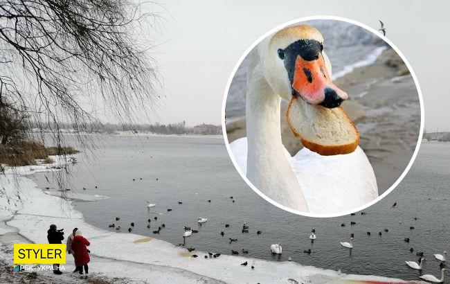 Лебеді в київському парку можуть загинути через їжу, якою їх підгодовують люди