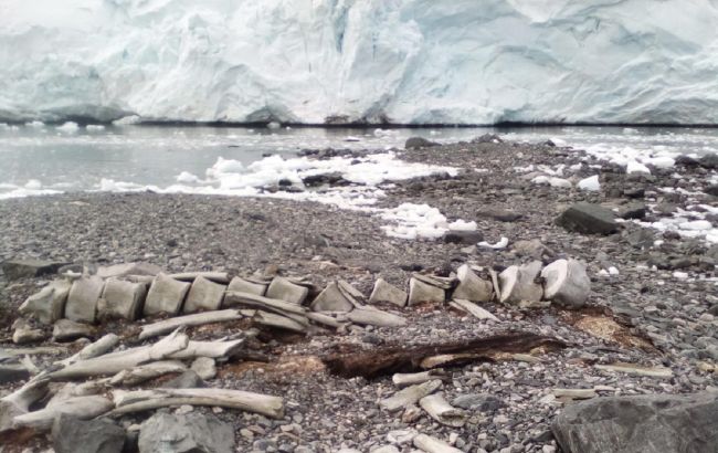 Исландия прекратит китобойный промысел из-за сокращения спроса