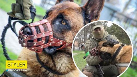 Трофейна вівчарка з РФ вивчила команди українською і "вступила" в Нацгвардію