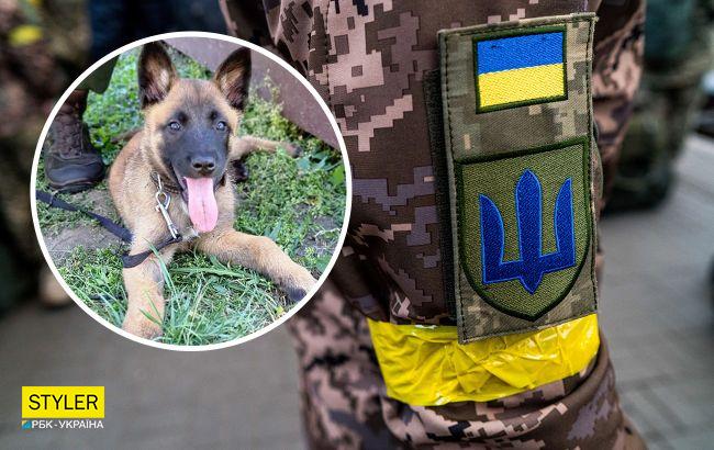 Конкурент Патрона? Очаровательная овчарка Стич - на службе в Нацгвардии (фото и видео)