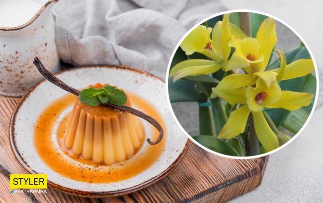 Ваніль - не лише ароматна спеція, а й дуже пахуча орхідея: як виростити її вдома