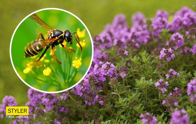 Эти простые растения помогут быстро отогнать ос от дома