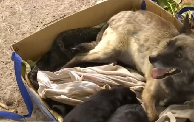 Собака п'ять місяців чекала на господарів на руїнах: неймовірна історія Елі з Макарова