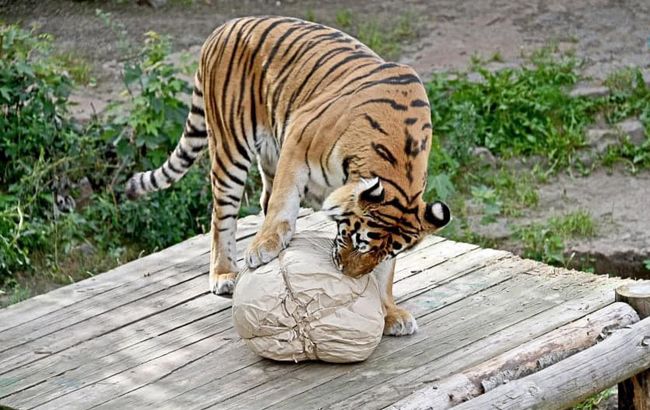 В зоопарке Киева отметили 13-летие двух тигров: красавцам сделали сюрприз (фото)