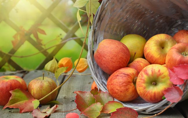 Как хранить яблоки на зиму, чтобы они долго не портились