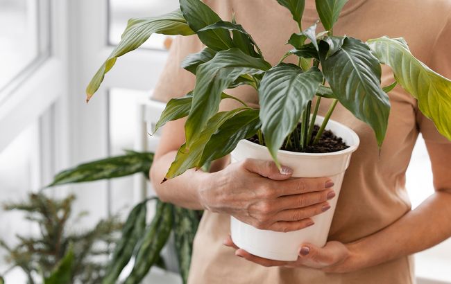 Будуть цвісти та пахнути: як доглядати за кімнатними рослинами взимку