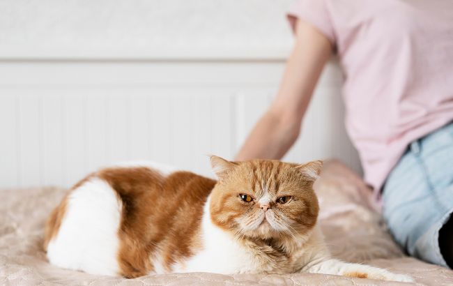 Вчені знайшли відповідь, чому ваш кіт топче та розминає вас лапами