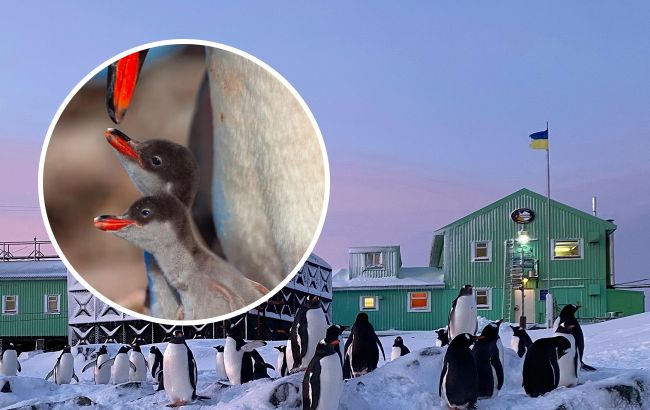 Какие пузанчики: полярники поразили очень милыми фото маленьких пингвинов