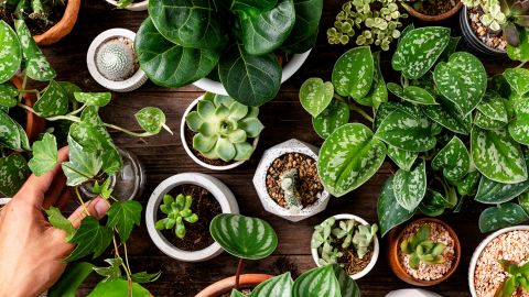 Секретний інгредієнт, який покращить стан домашніх рослин взимку