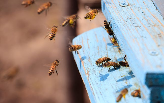 Ученые нашли способ спасти вымирающий вид пчел: важное открытие