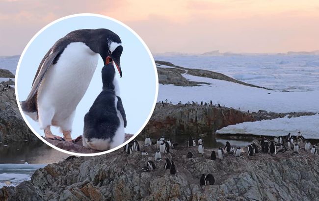 Пингвины окружили украинских полярников в Антарктиде: приходиться рыть рвы "для обороны"