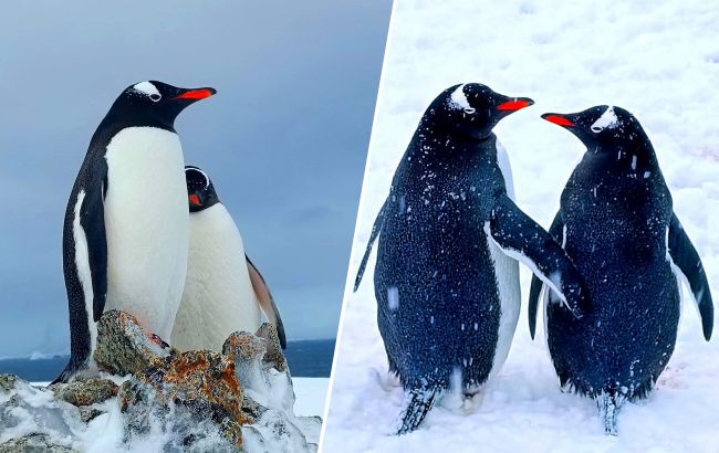 Любовь всегда побеждает! Украинские полярники поделились милыми фото влюбленных пингвинов