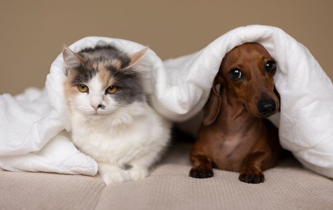У любителів собак і котів абсолютно різні характери: чим вони відрізняються