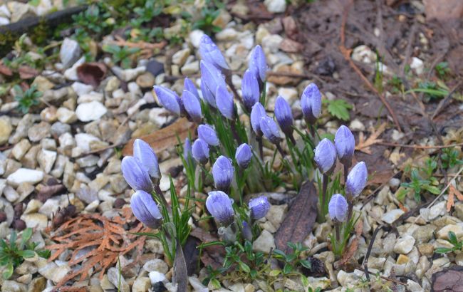 У Карпатському заповіднику розцвіли найвитонченіші весняні первоцвіти: дивіться неймовірні фото