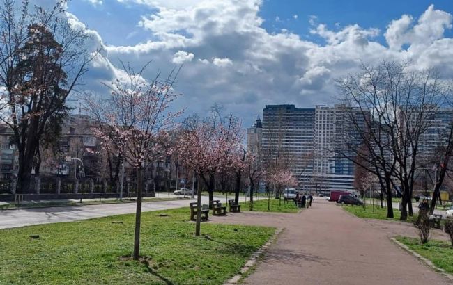 Попри похолодання в Києві розквітли перші сакури: дивіться фото весняної краси