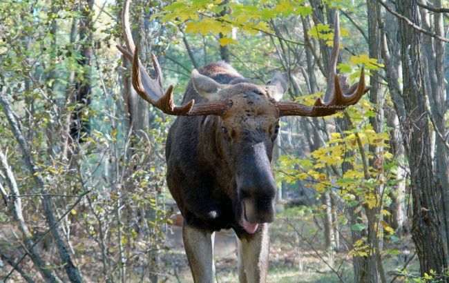 Схожі як дві краплі води: у Чорнобилі виявили унікальних лосів-двійнят (фото)