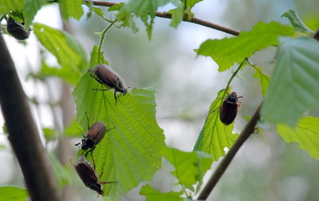 Избавляемся от майского жука и личинок вредителя: эффективные способы без химии