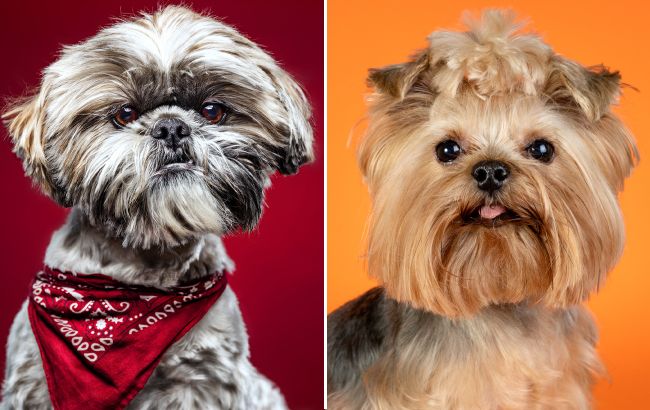 Вот какие породы собак никогда не линяют: список с фото