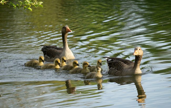 В Киеве полиция и прохожие перекрыли дорогу, чтобы спасти утиный выводок: трогательное видео