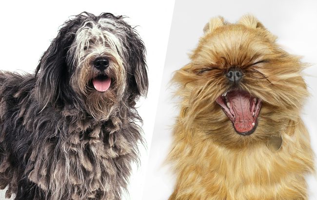 10 найрідкісніших порід собак у світі: навіть не всі кінологи знають про такі