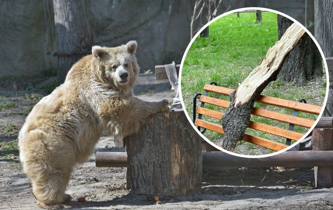 Ведмеді спали, а єноти не зрозуміли: як насправді звірі Київського зоопарку пережили ракетну атаку