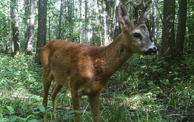 У Чорнобильському заповіднику показали оленятко, якому лише тиждень: фото милої малечі
