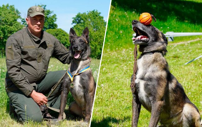 "Більше, ніж просто друг". Історія службового собаки з Маріуполя, який знайшов понад 1 000 боєприпасів (фото)