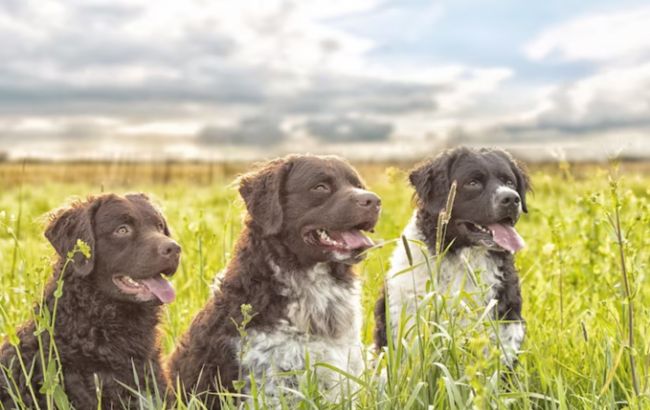 Ці породи собак вважаються найнебезпечнішими для людини: будьте насторожі