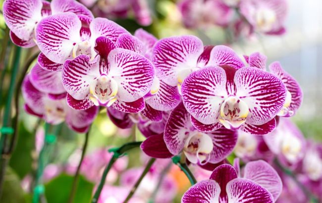 Главные ошибки в уходе за орхидеей, которые точно ее убьют