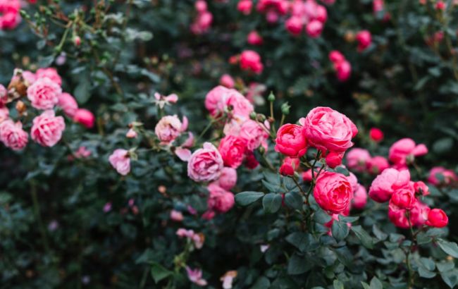 Подкормите этим розы и они будут радовать вас до поздней осени