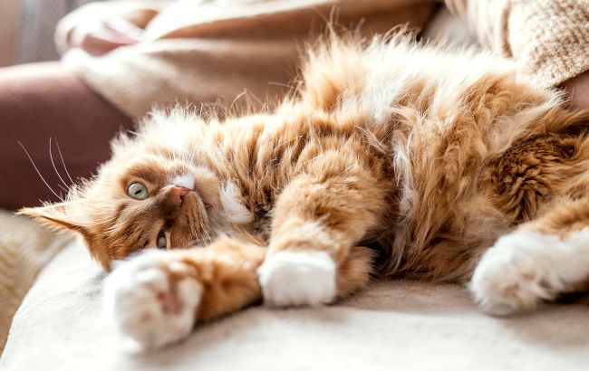 Що станеться, якщо ваш кіт матиме зайву вагу: відповідь ветеринара