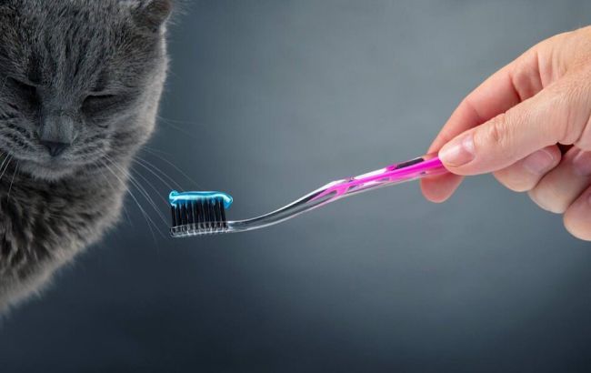 Що буде, якщо людина почистить зуби пастою для котів
