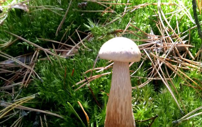 В Украине заметили новый вид грибов: как он появился и можно ли его есть (фото)
